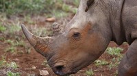 Selain perburuan, foaktor lainnya yang membuat jumlah badak terus menurun adalah rusaknya habitat. AP Photo/Schalk van Zuydam.