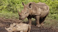 Seekor induk badak bersama anaknya berjalan di Suaka Margasatwa Hluhluwe di Afrika Selatan. Lockdown pandemi Corona cukup membantu tingkat penurunan perburuan badak. AP Photo/Schalk van Zuydam.