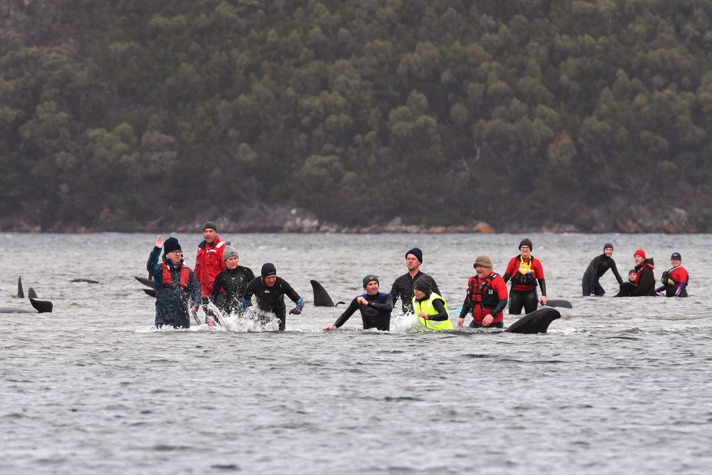 A member of a rescue crew stands with a whale on a sand bar near Strahan, Australia, Tuesday, Sept. 22, 2020. Around one third of an estimated 270 pilot whales that became stranded on Australia's island state of Tasmania had died as rescuers managed to return 25 to the sea in an ongoing operation. (Brodie Weeding/Pool Photo via AP)