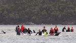250 Paus Terdampar di Tasmania, Australia