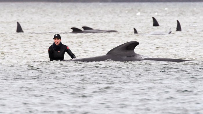 A member of a rescue crew stands with a whale on a sand bar near Strahan, Australia, Tuesday, Sept. 22, 2020. Around one third of an estimated 270 pilot whales that became stranded on Australias island state of Tasmania had died as rescuers managed to return 25 to the sea in an ongoing operation. (Brodie Weeding/Pool Photo via AP)