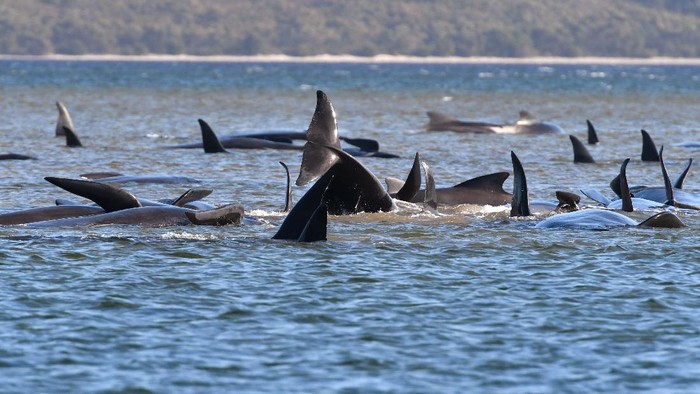 250 Paus Terdampar di Tasmania, Australia A member of a rescue crew stands with a whale on a sand bar near Strahan, Australia, Tuesday, Sept. 22, 2020. Around one third of an estimated 270 pilot whales that became stranded on Australia's island state of Tasmania had died as rescuers managed to return 25 to the sea in an ongoing operation. (Brodie Weeding/Pool Photo via AP)