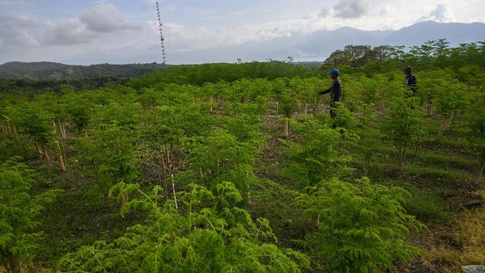BUDIDAYA KELOR UNTUK PASAR EKSPOR Sejumlah pekerja menyiangi tanaman kelor (Moringa oleifera) yang dibudidayakan sebuah perusahaan, di Palu, Sulawesi Tengah, Selasa (22/9/2020). Tanaman kelor yang dikenal karena khasiatnya bagi kesehatan itu dibudidayakan di tempat itu untuk memenuhi permintaan pasar kelor beserta produk turunannya di luar negeri yang hingga kini baru sekitar 20 persen yang bisa dipenuhi. ANTARAFOTO/Basri Marzuki/hp.