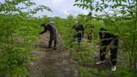 Sejumlah pekerja menyiangi tanaman kelor (Moringa oleifera) yang dibudidayakan sebuah perusahaan di Palu, Sulawesi Tengah, Selasa (22/9/2020).