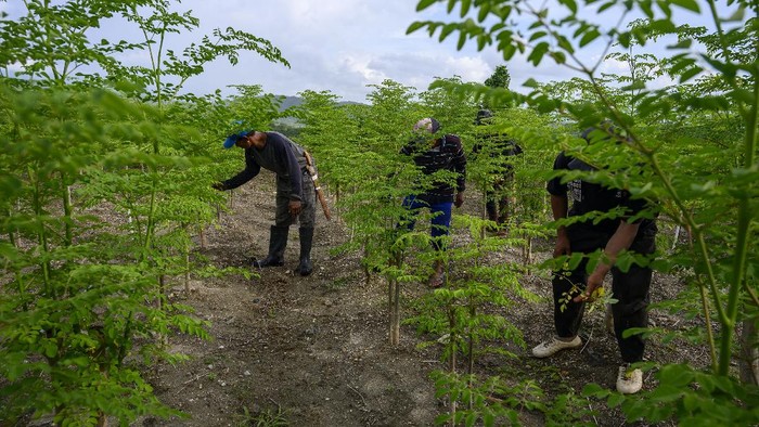 BUDIDAYA KELOR UNTUK PASAR EKSPOR Sejumlah pekerja menyiangi tanaman kelor (Moringa oleifera) yang dibudidayakan sebuah perusahaan, di Palu, Sulawesi Tengah, Selasa (22/9/2020). Tanaman kelor yang dikenal karena khasiatnya bagi kesehatan itu dibudidayakan di tempat itu untuk memenuhi permintaan pasar kelor beserta produk turunannya di luar negeri yang hingga kini baru sekitar 20 persen yang bisa dipenuhi. ANTARAFOTO/Basri Marzuki/hp.