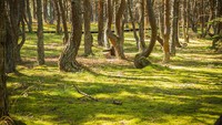 Menariknya lagi, ada sejumlah mitos yang bermunculan seputar hutan tersebut. Konon, bila ada wisatawan yang bisa melewati cincin atau batang pohon pinus yang melingkar ini maka semua keinginannya akan terkabul. 