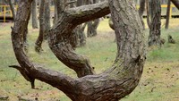 Banyak teori yang menjelaskan asal muasal bentuk pohon-pohon pinus ini. Dari semua teori yang bermunculan, hanya satu yang bisa diterima oleh logika. Bentuk aneh pohon di hutan ini merupakan pengaruh dari alam. Angin yang bertiup terlalu kencang dan terus menerus menyebabkan pertumbuhan semua pohon pinus ini terganggu dan menyebabkan batangnya tidak memiliki bentuk sempurna. 
