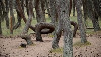 Sekilas melihat dari kejauhan, barisan pohon itu tampak seperti pohon pinus pada umumnya. Namun ketika dilihat lebih dekat, semua pinus di hutan itu memiliki batang pohon yang aneh. Tidak lurus ke atas, batang-batang pohon pinus ini punya bentuk beragam yang berputar-putar atau membentuk spiral di atas tanah.