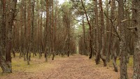 Sesuai namanya, semua pohon pinus di hutan ini batangnya meliuk-liuk seakan sedang menari. 