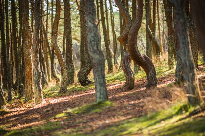 Dancing Forest rusia