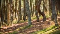 Dancing Forest, begitulah wisatawan menyebut fenomena unik di Kaliningrad, Rusia. 