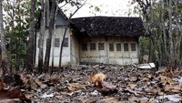 Rumah dengan arsitektur lawas yang berada di tengah kebun jati itu tampak terbengkalai.