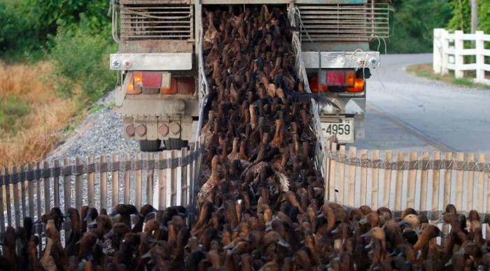 Pertanian dengan bebek di Thailand