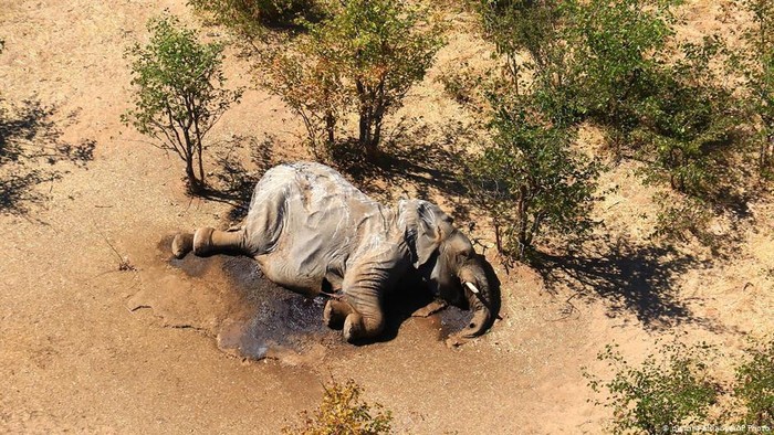Misteri Kematian Massal Ratusan Gajah di Afrika Terungkap Misteri Kematian Massal Ratusan Gajah di Afrika Terungkap