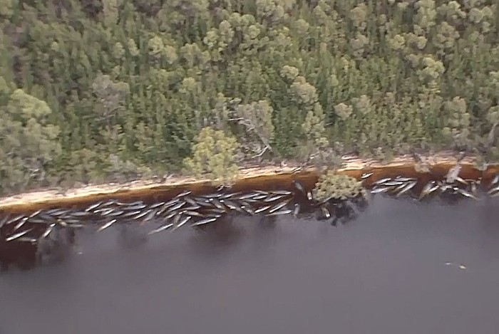 Ratusan paus terdampar di Tasmania, Australia.