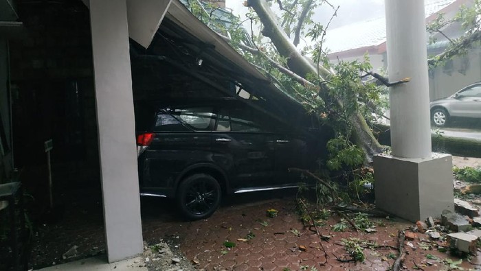 Pohon tumbang di Kantor BKSDA Medan (dok. Istimewa)