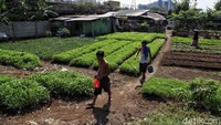 Kondisi tersebut akan berdampak pada pelemahan daya beli hingga pemutusan hubungan kerja (PHK).  