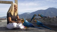 Carmen Borges, seorang terapis reiki, tengah memberi makan burung makaw di atap apartamennya yang berada di Caracas, Venezuela.