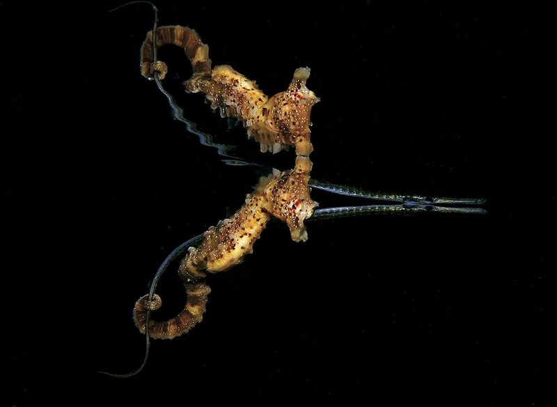 Jawara Underwater Photographs Of The Year 2020