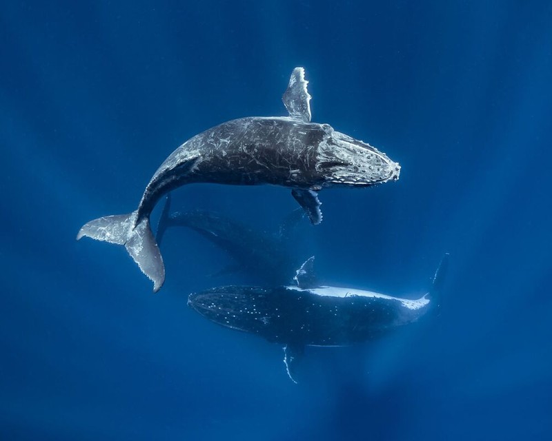 Jawara Underwater Photographs Of The Year 2020