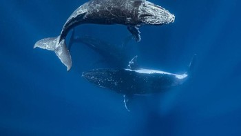 Honorable Mention - Sean Steiniger. Camera Gear: Panasonic Lumix GH4; Olympus M.Zuiko ED 8mm F1.8 Fisheye lens; 10bar underwater housing. Settings: f/2.2; 1/500; ISO 200. Foto: doc. scubadiving.com
