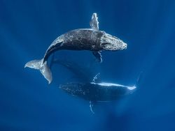 Karya Jawara Underwater Photographs Of The Year 2020 Begitu Memukau