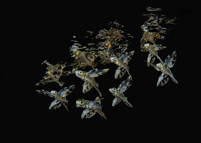 Jawara Underwater Photographs Of The Year 2020
