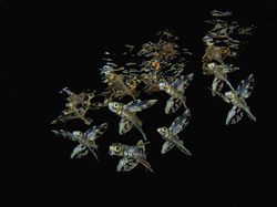 Karya Jawara Underwater Photographs Of The Year 2020 Begitu Memukau