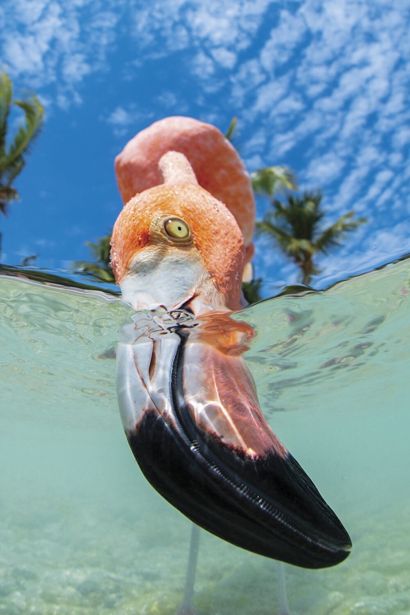 Jawara Underwater Photographs Of The Year 2020