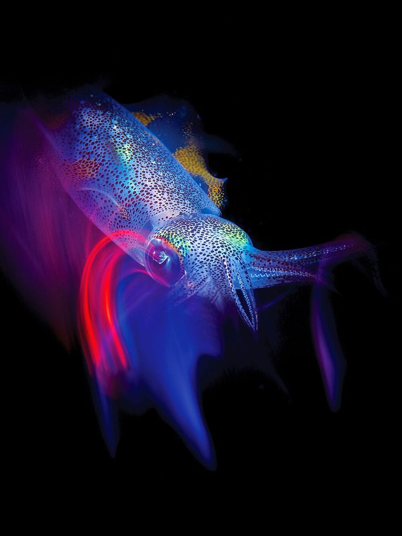 Jawara Underwater Photographs Of The Year 2020