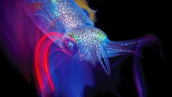 Honorable Mention - Enrico Somogyi Foto: doc. scubadiving.com