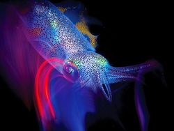 Karya Jawara Underwater Photographs Of The Year 2020 Begitu Memukau