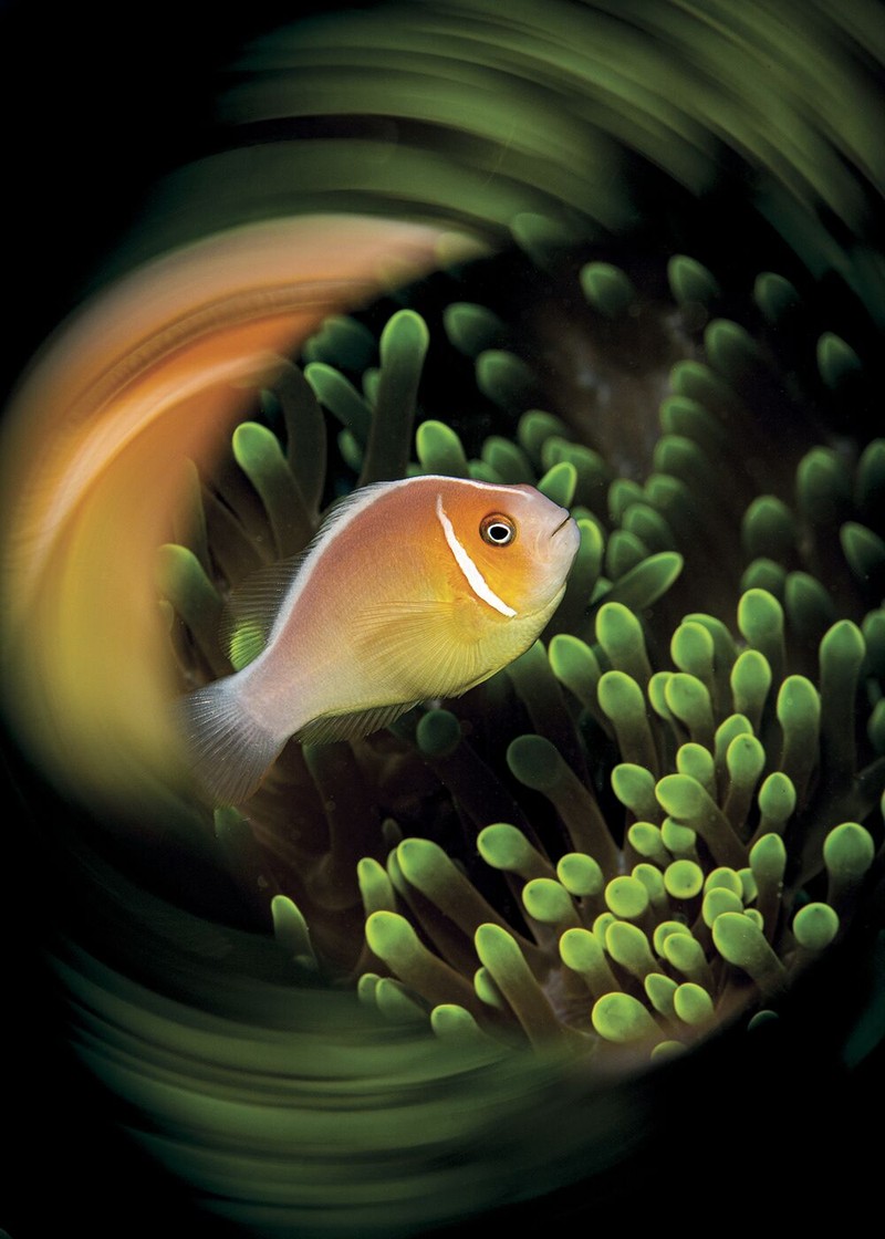 Jawara Underwater Photographs Of The Year 2020