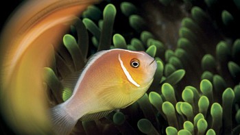Honorable Mention - Lureen Ferretti. Foto: doc. scubadiving.com