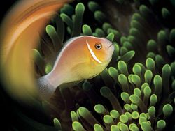 Karya Jawara Underwater Photographs Of The Year 2020 Begitu Memukau