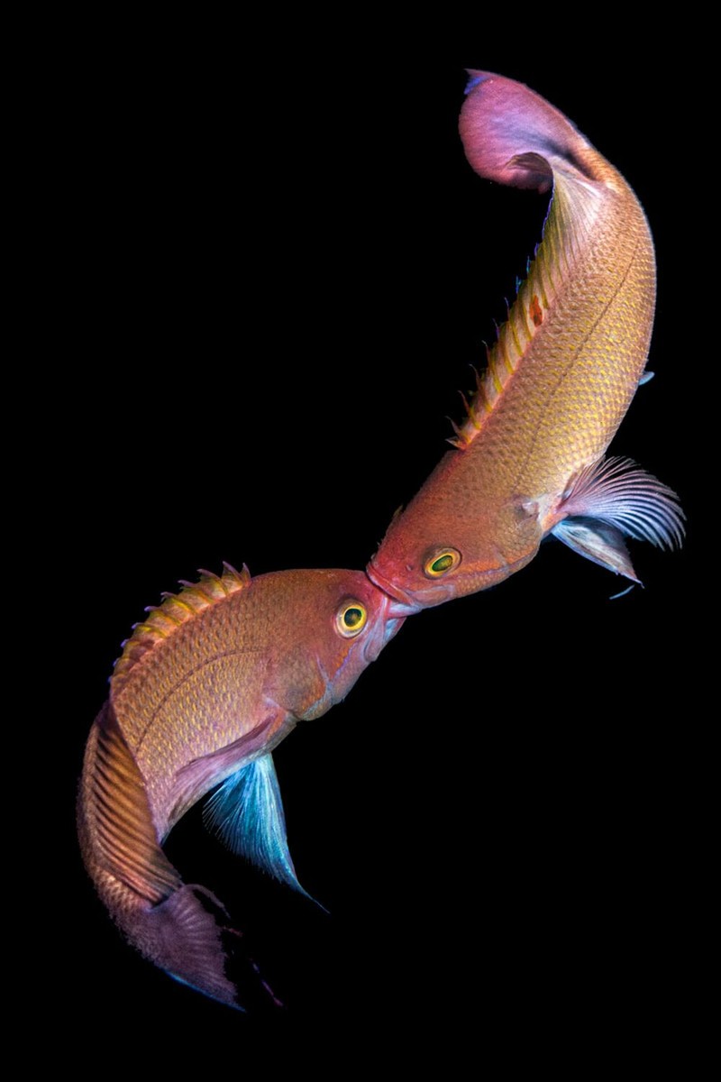 Jawara Underwater Photographs Of The Year 2020