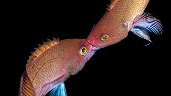 Honorable Mention - Franco Tulli. Foto: doc. scubadiving.com