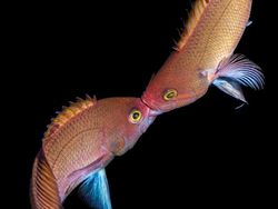 Karya Jawara Underwater Photographs Of The Year 2020 Begitu Memukau