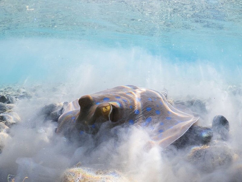 Jawara Underwater Photographs Of The Year 2020