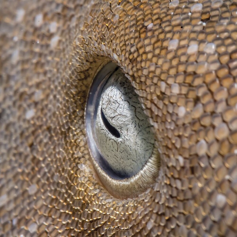 Jawara Underwater Photographs Of The Year 2020