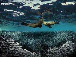 Karya Jawara Underwater Photographs Of The Year 2020 Begitu Memukau