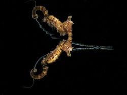 Karya Jawara Underwater Photographs Of The Year 2020 Begitu Memukau