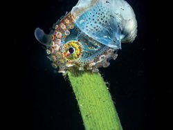 Karya Jawara Underwater Photographs Of The Year 2020 Begitu Memukau