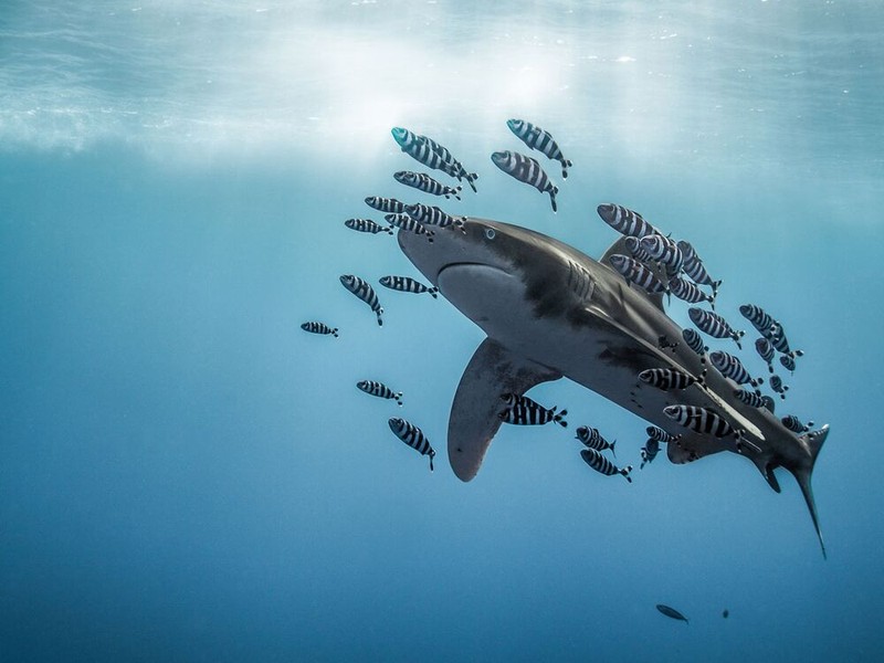 Jawara Underwater Photographs Of The Year 2020