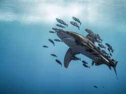 Karya Jawara Underwater Photographs Of The Year 2020 Begitu Memukau