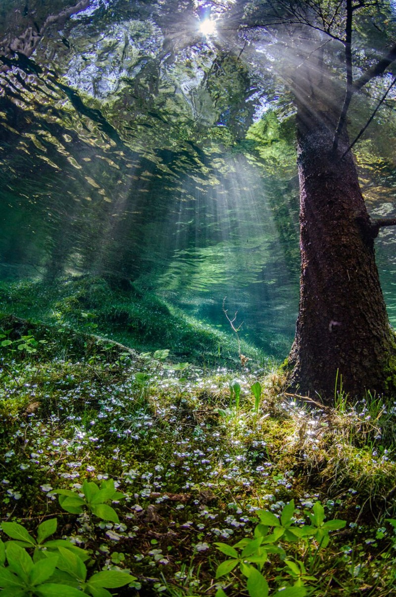 Jawara Underwater Photographs Of The Year 2020