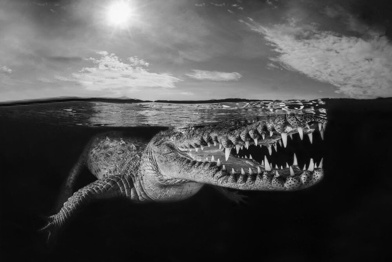 Jawara Underwater Photographs Of The Year 2020