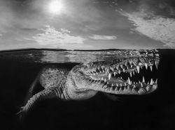 Karya Jawara Underwater Photographs Of The Year 2020 Begitu Memukau