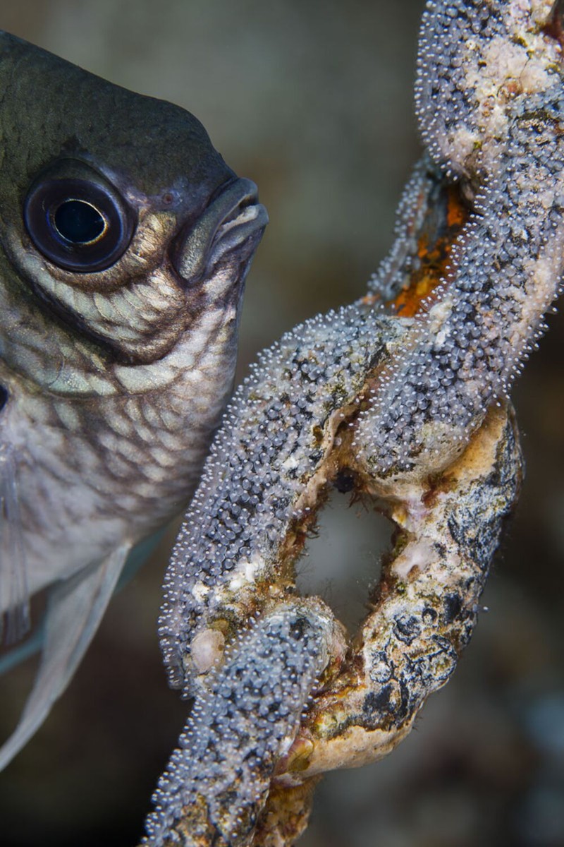 Jawara Underwater Photographs Of The Year 2020