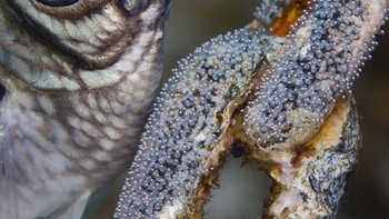 Honorable Mention - Renata Romeo. Gear: Canon EOS 70D in an Easydive Leo3 housing; EF 100mm lens; two Sea&Sea YS-D1 strobes. Settings: f/7.1; 1/200; ISO 100. Foto: doc. scubadiving.com